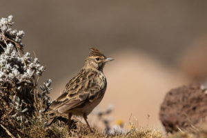 Thekla's Lark (Galerida theklae)