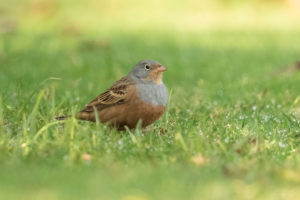 Cretzschmar’s Bunting (Emberiza caesia)