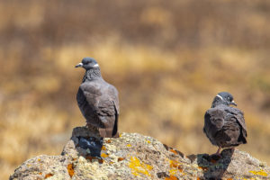 White-collared Pigeon (Columba albitorques)