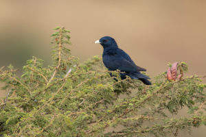 Somali Starling (Onychognathus blythii)