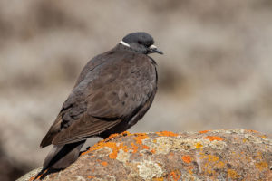 White-collared Pigeon (Columba albitorques)