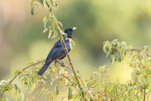 Somali Starling (Onychognathus blythii)