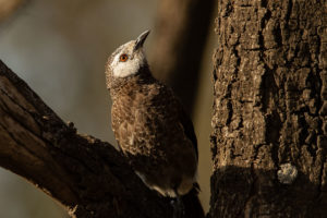 White-rumped Babbler (Turdoides leucopygia)