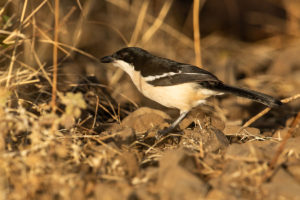 Ethiopian Boubou (Laniarius aethiopicus)