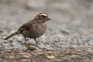 Brown-rumped Seedeater (Crithagra tristriata)