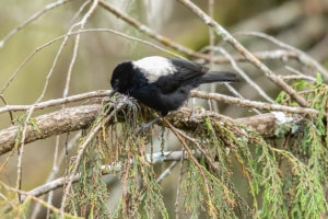 White-backed Black-Tit (Melaniparus leuconotus)