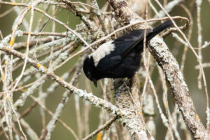 White-backed Black-Tit (Melaniparus leuconotus)