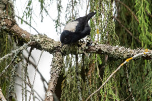 White-backed Black-Tit (Melaniparus leuconotus)