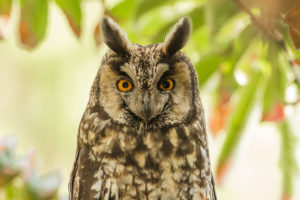 Abyssinian Owl (Asio abyssinicus)