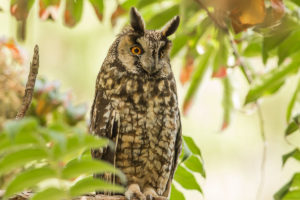 Abyssinian Owl (Asio abyssinicus)