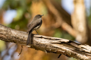 Abyssinian Slaty-Flycatcher (Melaenornis chocolatinus)
