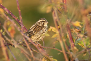 Streaky Seedeater (Crithagra striolata)