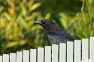 Somali Crow (Corvus edithae)