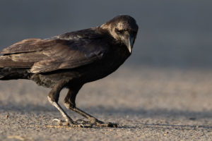 Somali Crow (Corvus edithae)