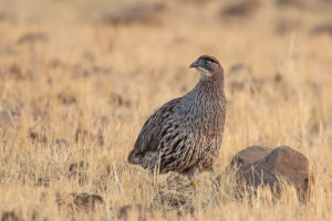 Erckel’s Francolin (Pternistis erckelii)