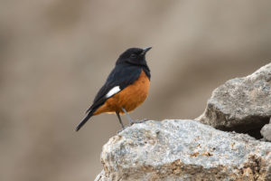 White-winged Cliff-Chat (Thamnolaea semirufa)