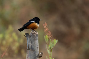 Mocking Cliff-Chat (Thamnolaea cinnamomeiventris)