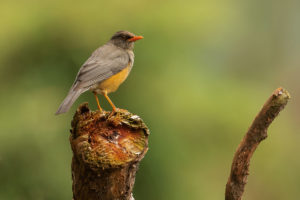 Abyssinian Thrush (Turdus abyssinicus)