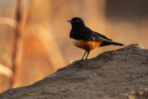 Mocking Cliff-Chat (Thamnolaea cinnamomeiventris)