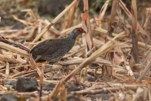 Harwood’s Francolin (Pternistis harwoodi)