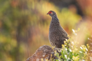 Harwood’s Francolin (Pternistis harwoodi)