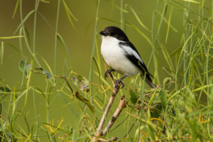 Northern Fiscal (Lanius humeralis)