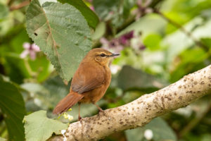 Cinnamon Bracken-Warbler (Bradypterus cinnamomeus)