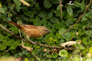 Cinnamon Bracken-Warbler (Bradypterus cinnamomeus)