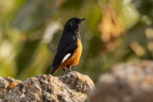 White-winged Cliff-Chat (Thamnolaea semirufa)