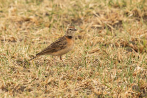 Blanford’s Lark (Calandrella blanfordi)