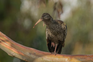 Wattled Ibis (Bostrychia carunculata)