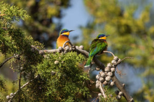 Blue-breasted Bee-eater (Merops variegatus)