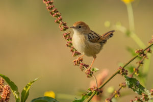 Ethiopian Cisticola (Cisticola lugubris)