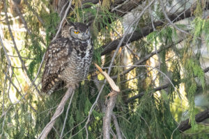 Cape Eagle-Owl (Bubo capensis)