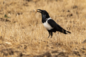 Pied Crow (Corvus albus)