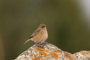 Moorland Chat (Pinarochroa sordida)