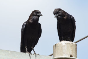 Cape Crow (Corvus capensis)