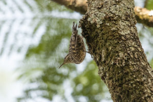 African Spotted-Creeper (Salpornis salvadori)