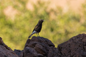 Black Wheatear (Oenanthe leucura)