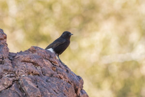 Black Wheatear (Oenanthe leucura)