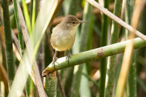 Lesser Swamp Warbler (Acrocephalus gracilirostris)