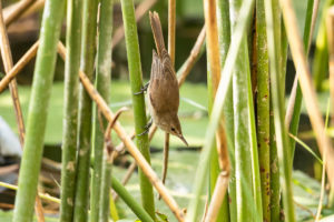 Lesser Swamp Warbler (Acrocephalus gracilirostris)