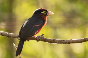 Double-toothed Barbet (Lybius bidentatus)