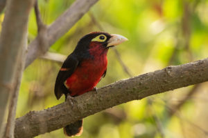 Double-toothed Barbet (Lybius bidentatus)