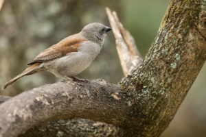 Swainson’s Sparrow (Passer swainsonii)