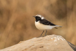 Pied Wheatear (Oenanthe pleschanka)