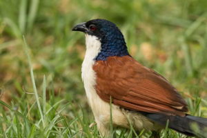 Blue-headed Coucal (Centropus monachus)