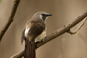 White-rumped Babbler (Turdoides leucopygia)