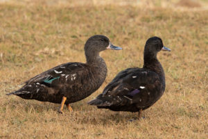 African Black Duck (Anas sparsa)