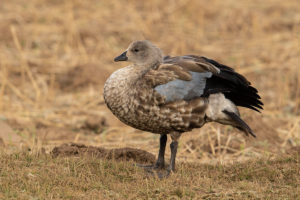 Blue-winged Goose (Cyanochen cyanoptera)